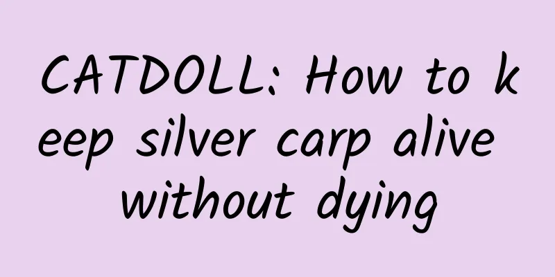 CATDOLL: How to keep silver carp alive without dying