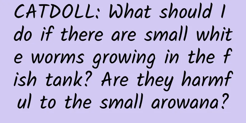 CATDOLL: What should I do if there are small white worms growing in the fish tank? Are they harmful to the small arowana?