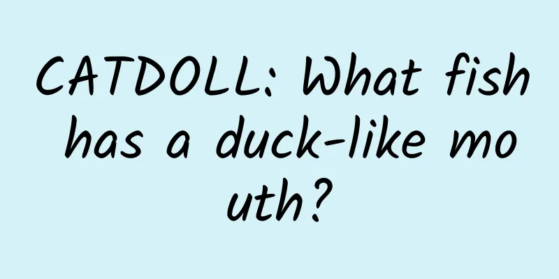 CATDOLL: What fish has a duck-like mouth?