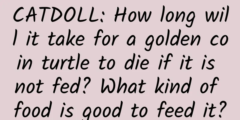 CATDOLL: How long will it take for a golden coin turtle to die if it is not fed? What kind of food is good to feed it?