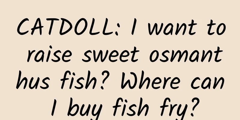 CATDOLL: I want to raise sweet osmanthus fish? Where can I buy fish fry?