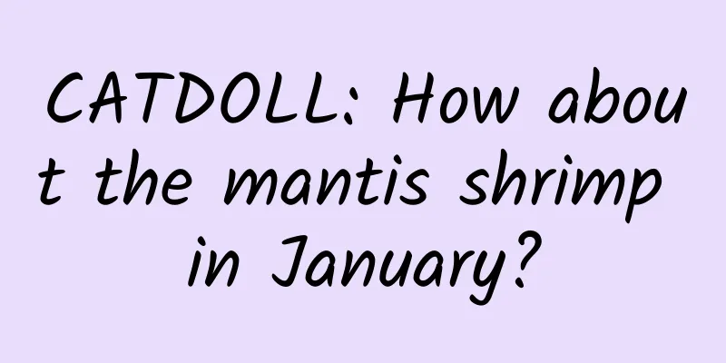 CATDOLL: How about the mantis shrimp in January?