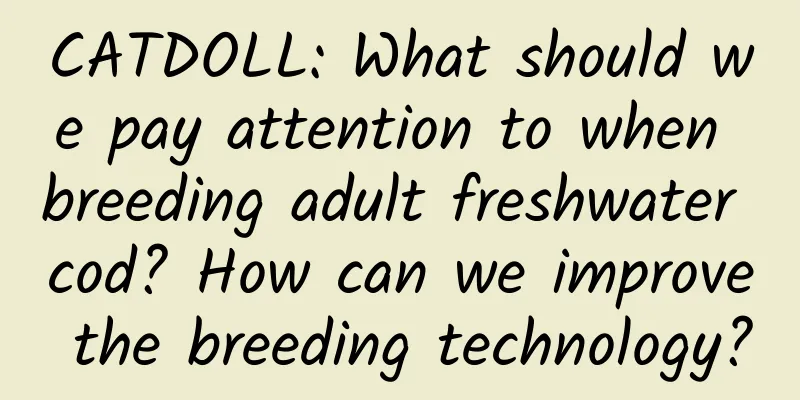 CATDOLL: What should we pay attention to when breeding adult freshwater cod? How can we improve the breeding technology?