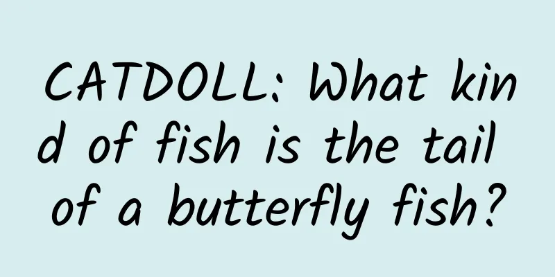 CATDOLL: What kind of fish is the tail of a butterfly fish?