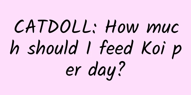 CATDOLL: How much should I feed Koi per day?