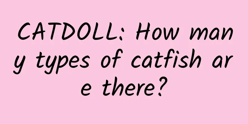 CATDOLL: How many types of catfish are there?