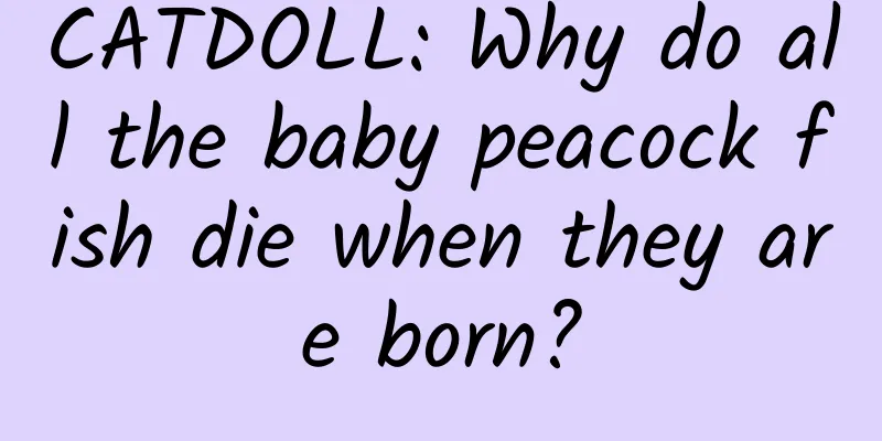 CATDOLL: Why do all the baby peacock fish die when they are born?