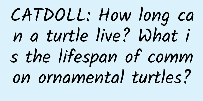 CATDOLL: How long can a turtle live? What is the lifespan of common ornamental turtles?
