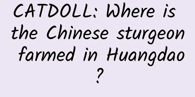 CATDOLL: Where is the Chinese sturgeon farmed in Huangdao?