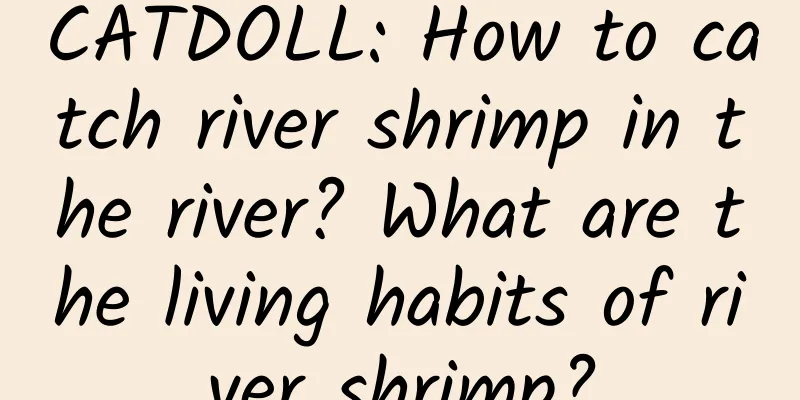 CATDOLL: How to catch river shrimp in the river? What are the living habits of river shrimp?