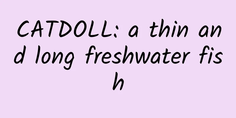 CATDOLL: a thin and long freshwater fish