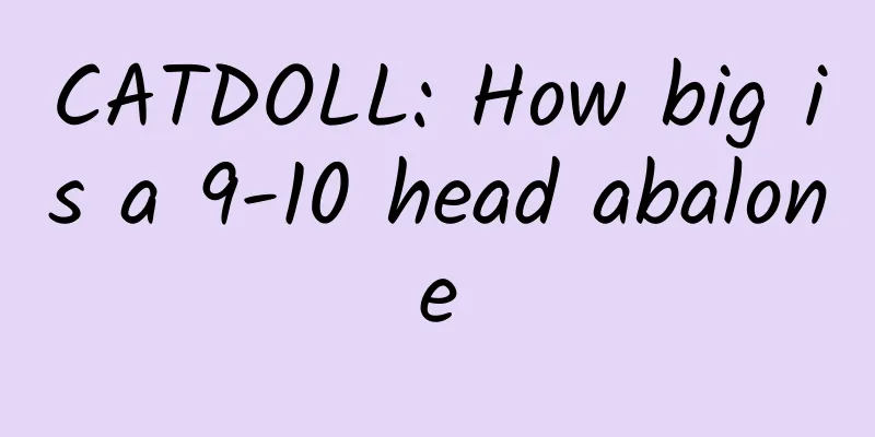 CATDOLL: How big is a 9-10 head abalone