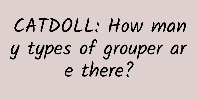 CATDOLL: How many types of grouper are there?