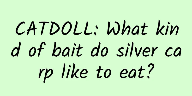 CATDOLL: What kind of bait do silver carp like to eat?