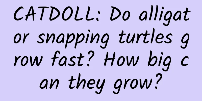 CATDOLL: Do alligator snapping turtles grow fast? How big can they grow?