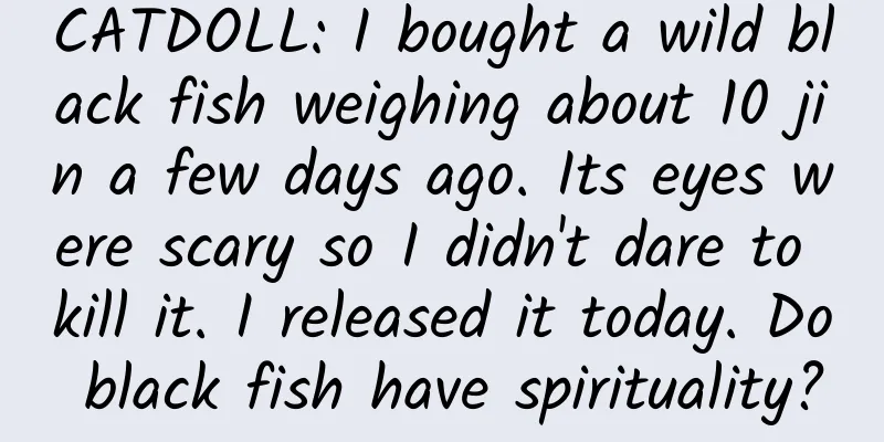 CATDOLL: I bought a wild black fish weighing about 10 jin a few days ago. Its eyes were scary so I didn't dare to kill it. I released it today. Do black fish have spirituality?
