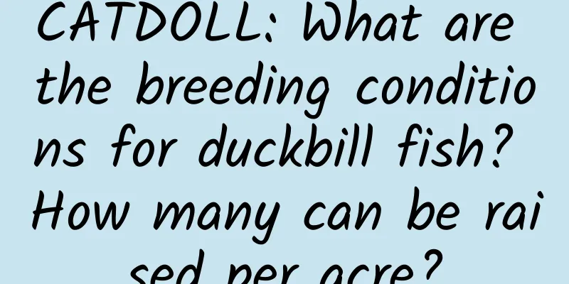 CATDOLL: What are the breeding conditions for duckbill fish? How many can be raised per acre?