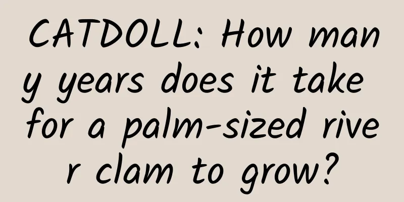 CATDOLL: How many years does it take for a palm-sized river clam to grow?