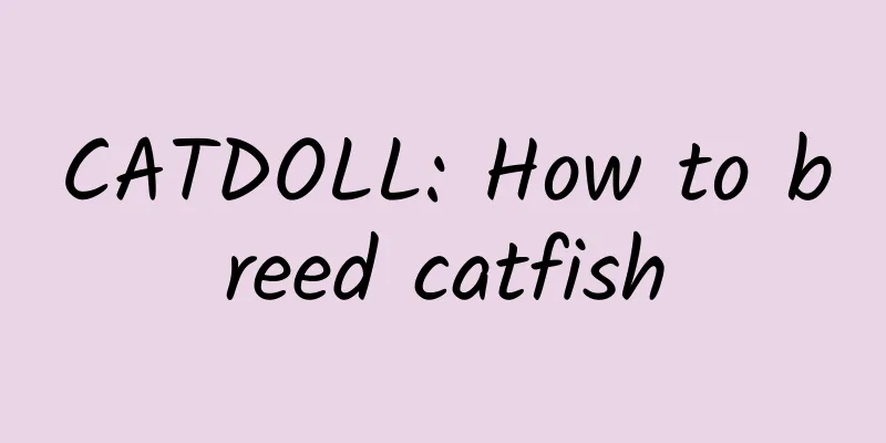 CATDOLL: How to breed catfish
