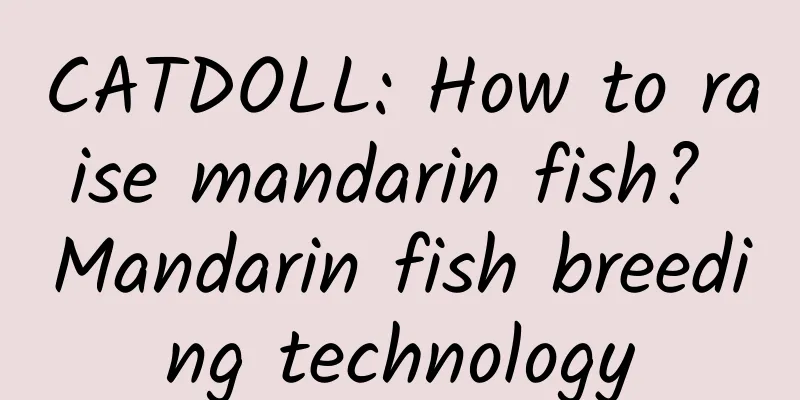 CATDOLL: How to raise mandarin fish? Mandarin fish breeding technology