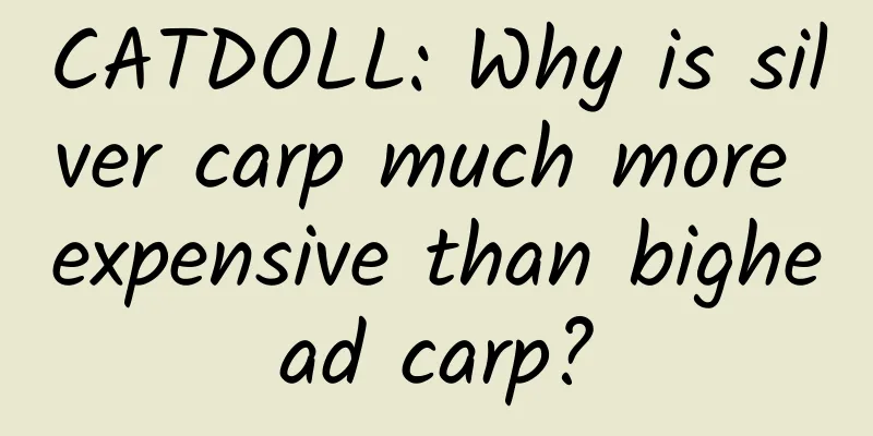 CATDOLL: Why is silver carp much more expensive than bighead carp?