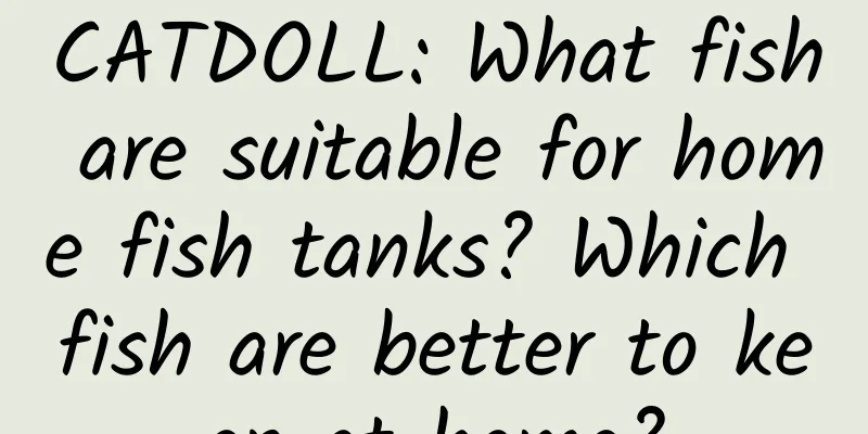 CATDOLL: What fish are suitable for home fish tanks? Which fish are better to keep at home?