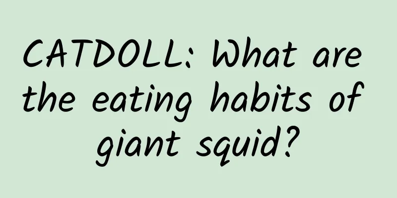 CATDOLL: What are the eating habits of giant squid?