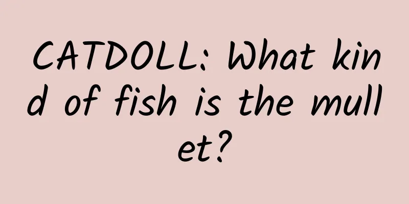CATDOLL: What kind of fish is the mullet?