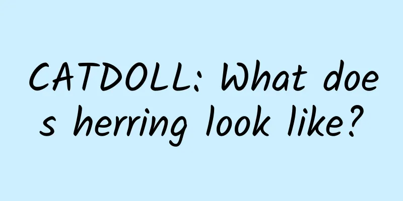 CATDOLL: What does herring look like?