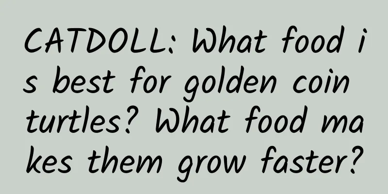 CATDOLL: What food is best for golden coin turtles? What food makes them grow faster?