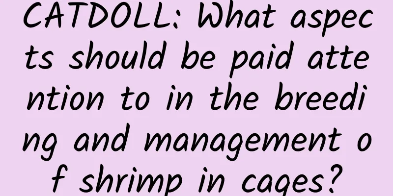 CATDOLL: What aspects should be paid attention to in the breeding and management of shrimp in cages?