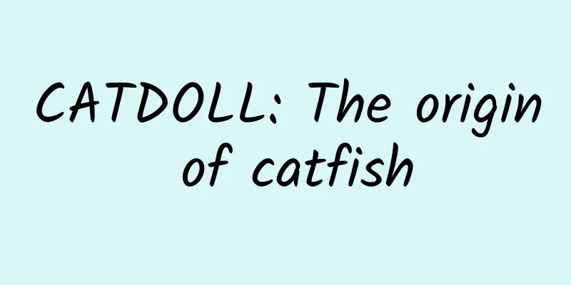CATDOLL: The origin of catfish