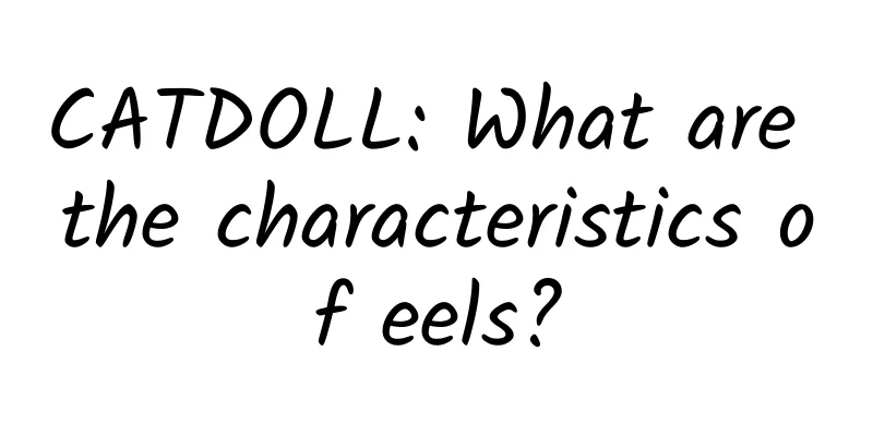 CATDOLL: What are the characteristics of eels?