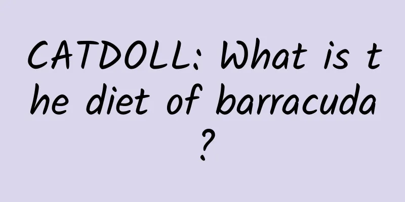 CATDOLL: What is the diet of barracuda?