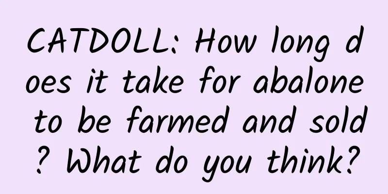 CATDOLL: How long does it take for abalone to be farmed and sold? What do you think?