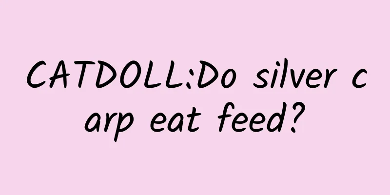 CATDOLL:Do silver carp eat feed?