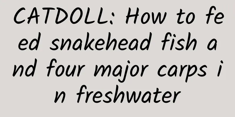 CATDOLL: How to feed snakehead fish and four major carps in freshwater