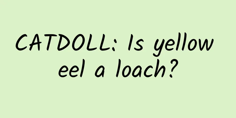 CATDOLL: Is yellow eel a loach?