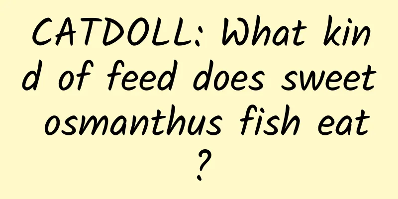CATDOLL: What kind of feed does sweet osmanthus fish eat?