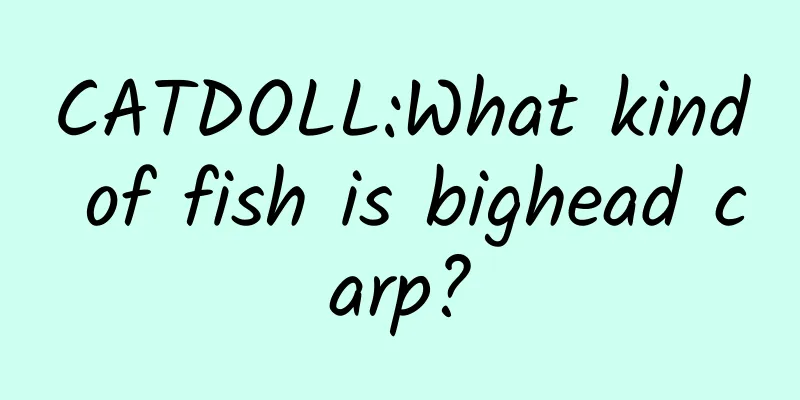 CATDOLL:What kind of fish is bighead carp?
