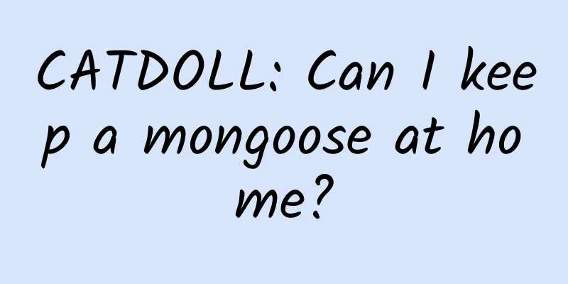 CATDOLL: Can I keep a mongoose at home?