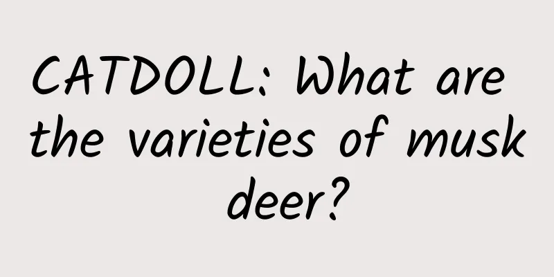 CATDOLL: What are the varieties of musk deer?
