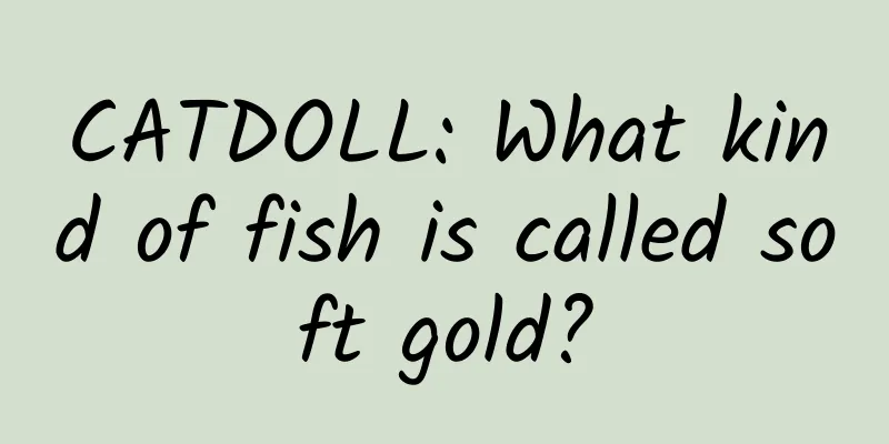 CATDOLL: What kind of fish is called soft gold?