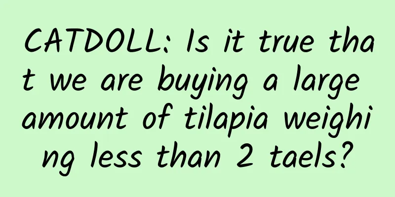 CATDOLL: Is it true that we are buying a large amount of tilapia weighing less than 2 taels?