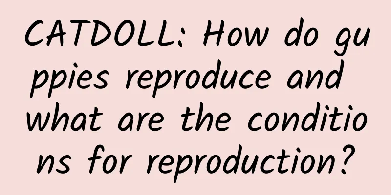 CATDOLL: How do guppies reproduce and what are the conditions for reproduction?