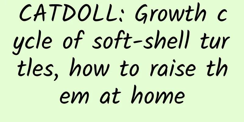 CATDOLL: Growth cycle of soft-shell turtles, how to raise them at home