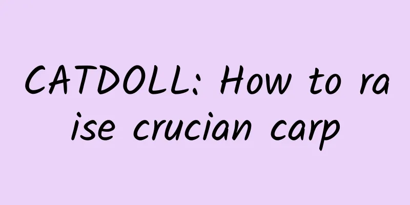 CATDOLL: How to raise crucian carp