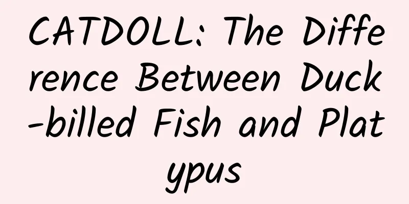 CATDOLL: The Difference Between Duck-billed Fish and Platypus