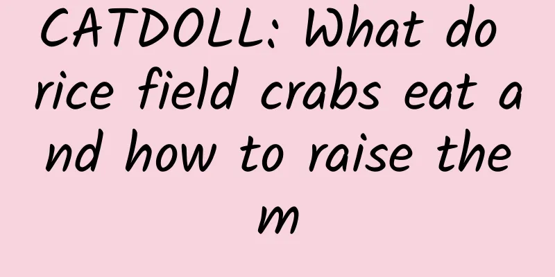 CATDOLL: What do rice field crabs eat and how to raise them