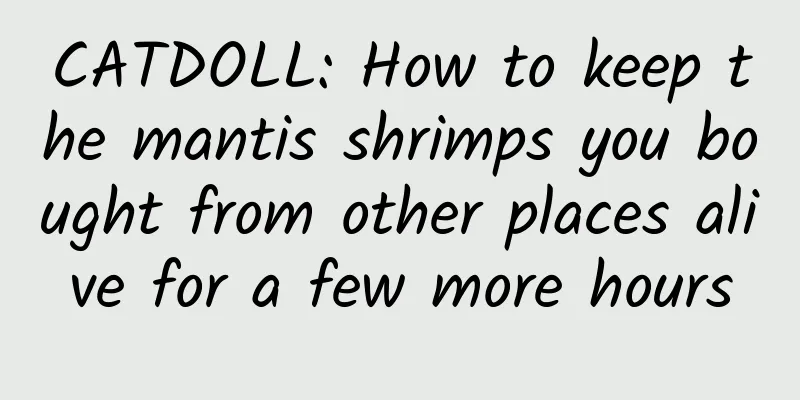 CATDOLL: How to keep the mantis shrimps you bought from other places alive for a few more hours